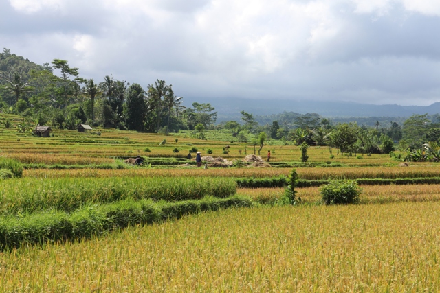 Ricefields Sidemen Bali